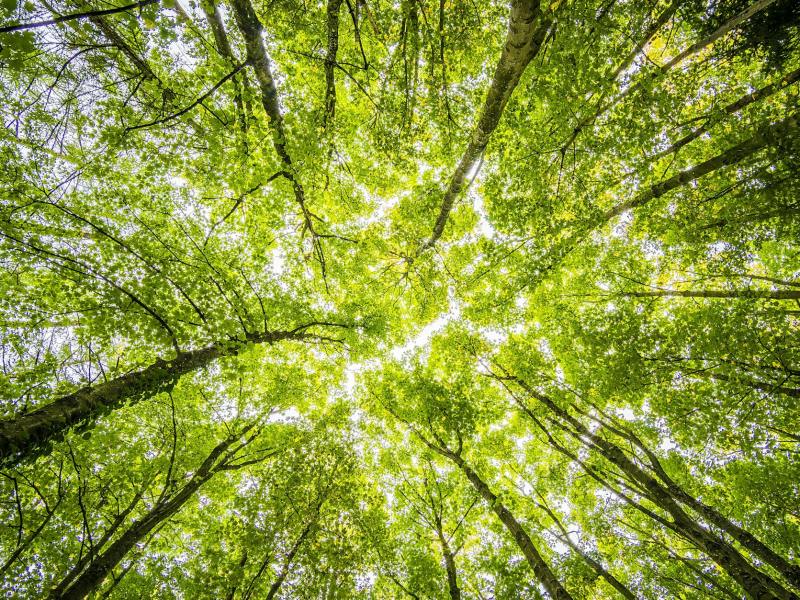 worms eyeview of green trees