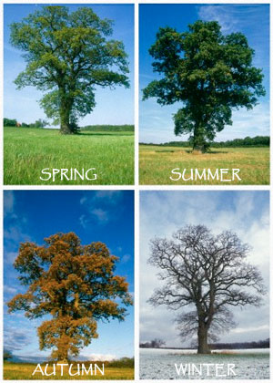 Four Seasons