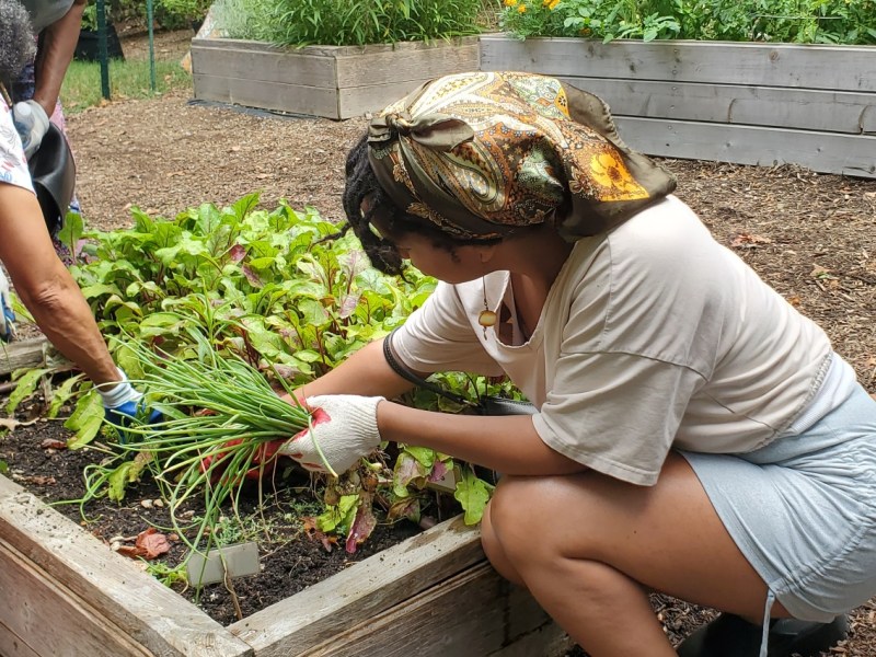 Growing Community is the longest running program at the Anacostia Community Museum. Launching this summer will be a free youth focused program in August. Photos courtesy the Anacostia Community Museum.