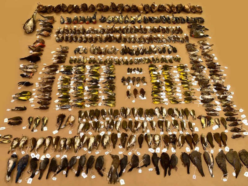 A portion of the birds that Lights Out DC volunteers found dead from collisions in 2021 (Courtesy of City Wildlife)