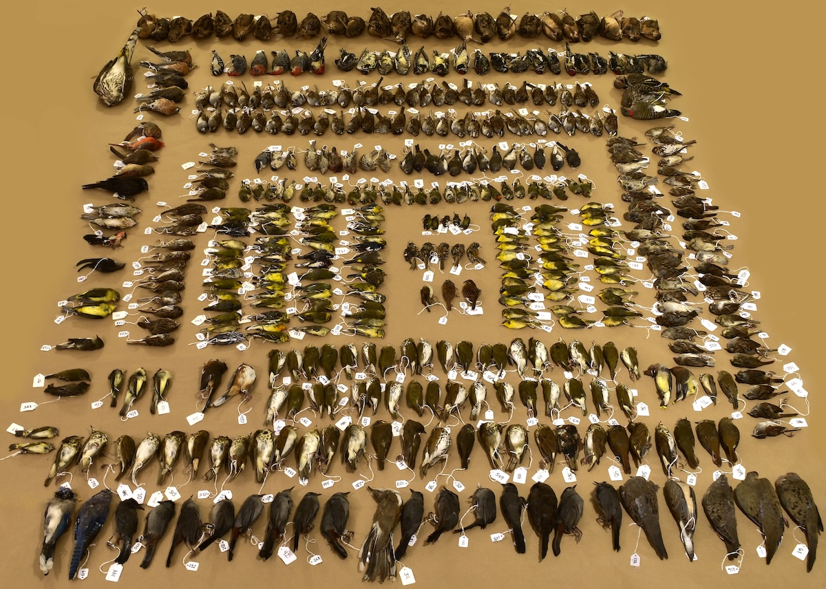 A portion of the birds that Lights Out DC volunteers found dead from collisions in 2021 (Courtesy of City Wildlife)