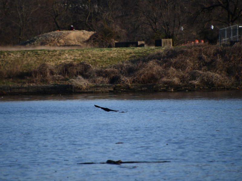 **FILE** Birds fly around the Anacostia River. A new study has found that the water in waterfront towns with significant Black populations is far less likely to be subject to water-quality monitoring. (Anthony Tilghman/The Washington Informer)