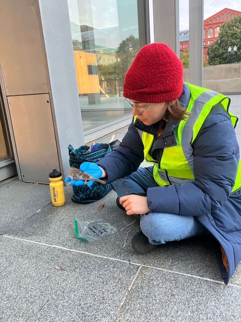 Jennifer Melot, a volunteer with Lights Out DC, picks up one of two white-throated sparrows found dead from collisions with the pavilion outside the D.C. Courts building at Judiciary Square on Oct. 15. (Kayla Benjamin/The Washington Informer)