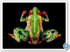 human frog art image