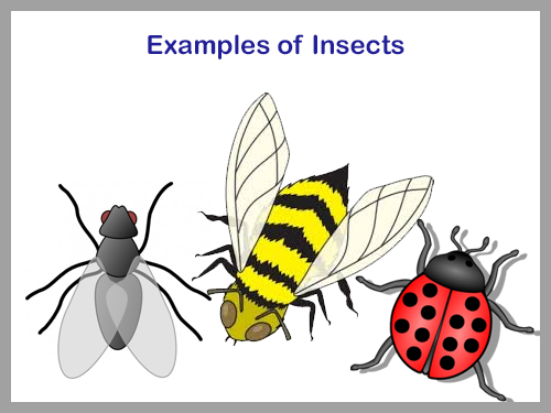 Insects