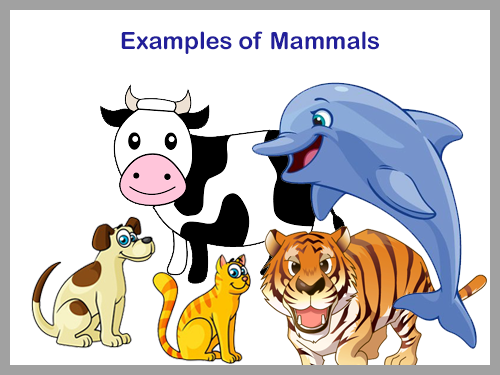 Mammals